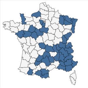 Répartition de Echinops sphaerocephalus L. en France