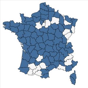 Répartition de Epilobium lanceolatum Sebast. & Mauri en France