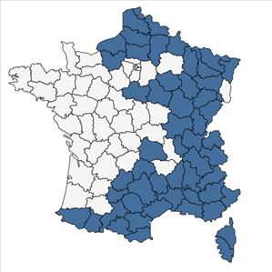 Répartition de Rumex scutatus L. en France