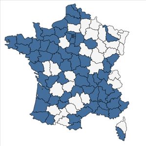 Répartition de Erucastrum incanum (L.) W.D.J.Koch en France