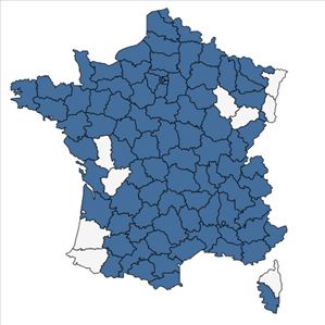 Répartition de Erysimum cheiri (L.) Crantz en France
