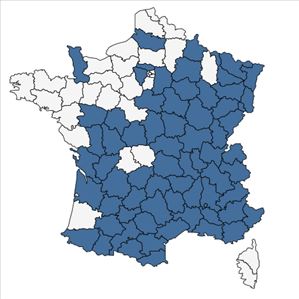 Répartition de Euphorbia flavicoma DC. en France