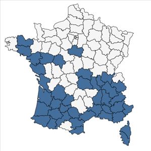 Répartition de Xanthium orientale subsp. italicum (Moretti) Greuter en France