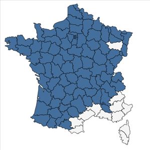 Répartition de Centaurea decipiens subsp. thuillieri (Dostál) B.Bock en France