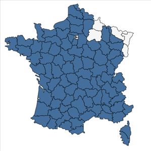 Répartition de Filago germanica L. [1763] en France