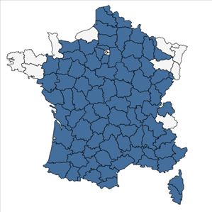 Répartition de Filago pyramidata L. en France