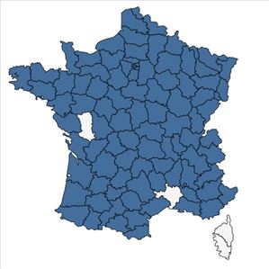 Répartition de Galinsoga quadriradiata Ruiz & Pav. en France