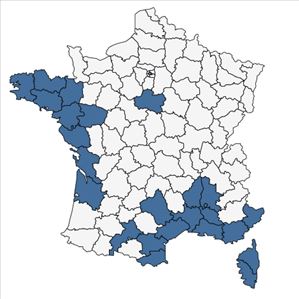 Répartition de Galium murale (L.) All. en France