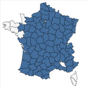 Répartition de Galium pumilum Murray en France