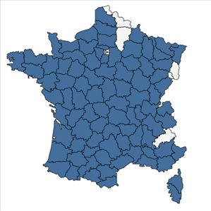 Répartition de Gaudinia fragilis (L.) P.Beauv. en France