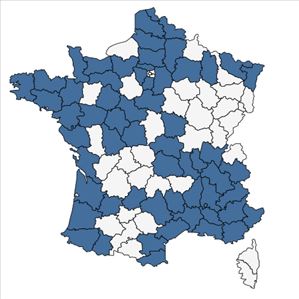 Répartition de Silene conica L. en France