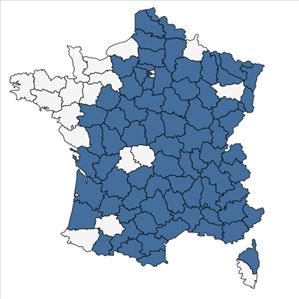 Répartition de Alyssum alyssoides (L.) L. en France