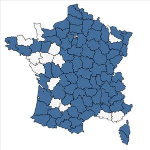 Répartition de Gnaphalium sylvaticum L. en France