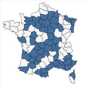 Répartition de Amaranthus blitoides S.Watson en France