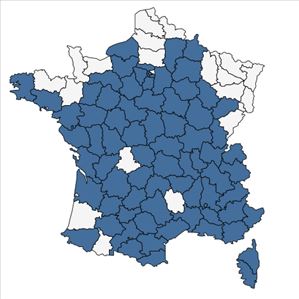 Répartition de Heliotropium europaeum L. en France