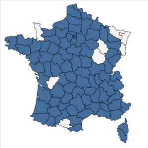 Répartition de Herniaria hirsuta L. en France