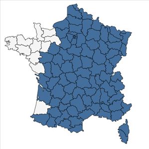 Répartition de Hieracium murorum L. en France