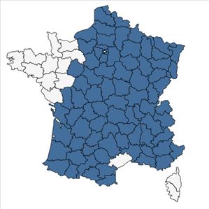 Répartition de Hieracium umbellatum L. en France