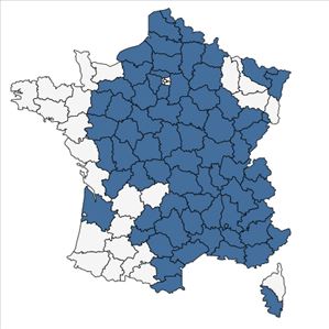 Répartition de Holosteum umbellatum L. en France