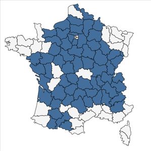 Répartition de Campanula glomerata L. subsp. glomerata en France