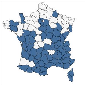 Répartition de Hornungia petraea (L.) Rchb. en France