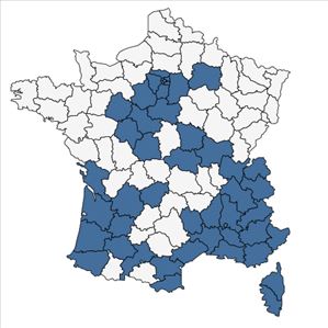 Répartition de Polycarpon tetraphyllum (L.) L. subsp. tetraphyllum en France