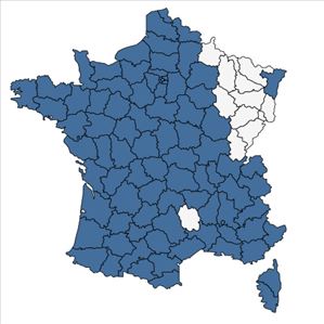 Répartition de Amaranthus deflexus L. en France