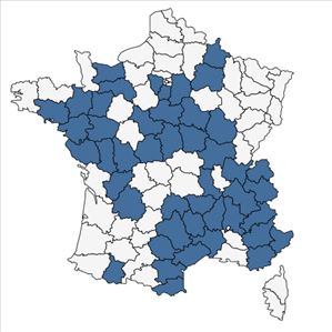 Répartition de Scleranthus perennis L. subsp. perennis en France