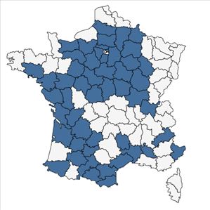 Répartition de Seseli montanum L. subsp. montanum en France