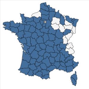 Répartition de Hypochaeris glabra L. en France