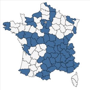 Répartition de Hypochaeris maculata L. en France