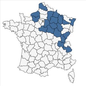 Répartition de Ranunculus polyanthemoides Boreau en France