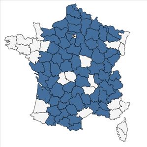 Répartition de Iberis amara L. en France