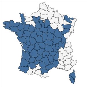 Répartition de Illecebrum verticillatum L. en France