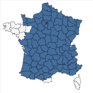 Répartition de Jacobaea erucifolia (L.) G.Gaertn., B.Mey. & Scherb. en France