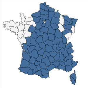 Répartition de Jasione montana L. en France
