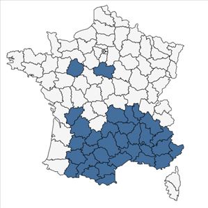 Répartition de Jasminum fruticans L. en France