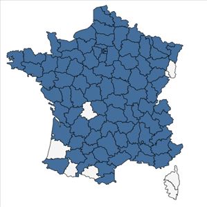 Répartition de Juncus compressus Jacq. en France