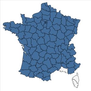 Répartition de Juncus tenuis Willd. en France