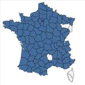 Répartition de Kickxia spuria (L.) Dumort. en France