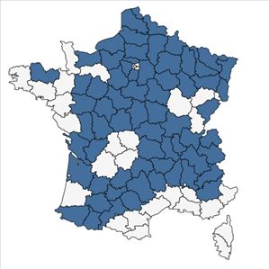 Répartition de Koeleria macrantha (Ledeb.) Schult. en France