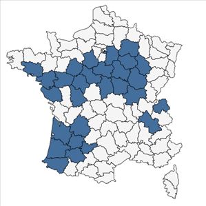 Répartition de Ulmus minor subsp. procera (Salisb.) Franco en France