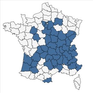 Répartition de Verbascum thapsus L. subsp. thapsus en France