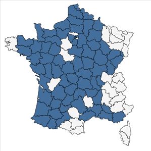 Répartition de Amaranthus hybridus L. subsp. hybridus en France