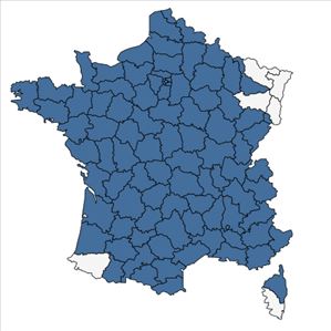 Répartition de Ballota nigra subsp. foetida (Vis.) Hayek en France