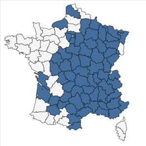 Répartition de Centaurea jacea subsp. timbalii (Martrin-Donos) Braun-Blanq. en France