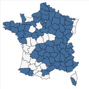 Répartition de Cerastium tomentosum L. en France