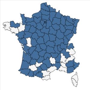 Répartition de Epilobium tetragonum subsp. lamyi (F.W.Schultz) Nyman en France