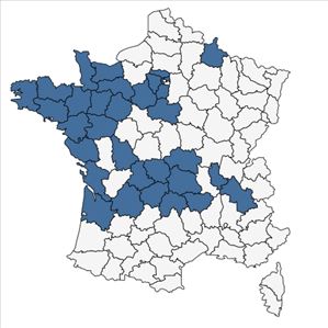 Répartition de Fumaria muralis subsp. boraei (Jord.) Pugsley en France