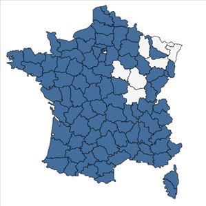 Répartition de Geranium purpureum Vill. en France